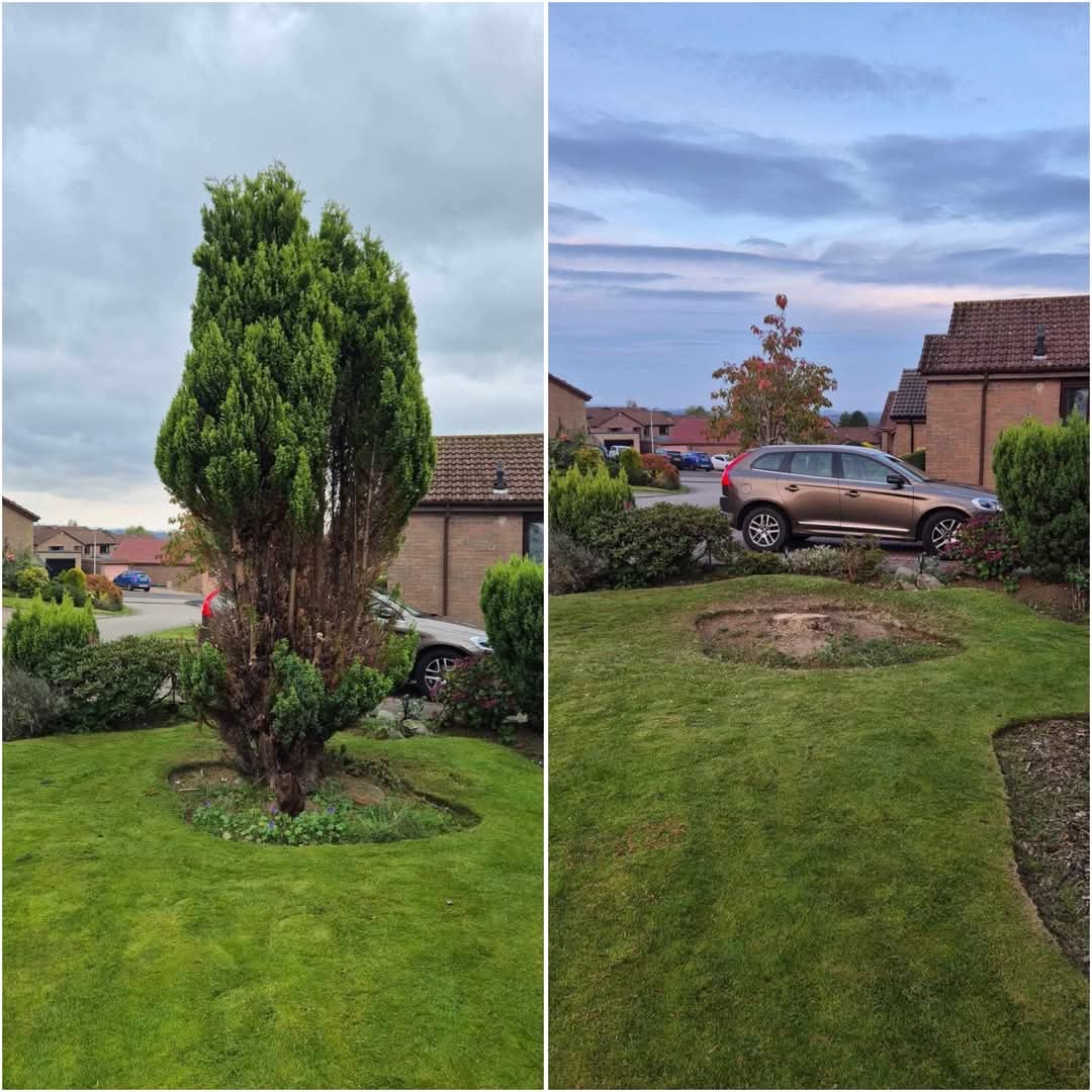 Tree Removal before and after